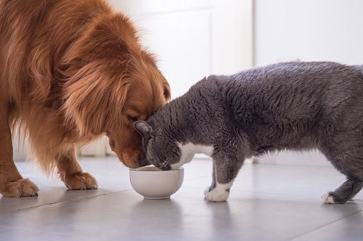 Prevent-food-fights-among-your-pets-730