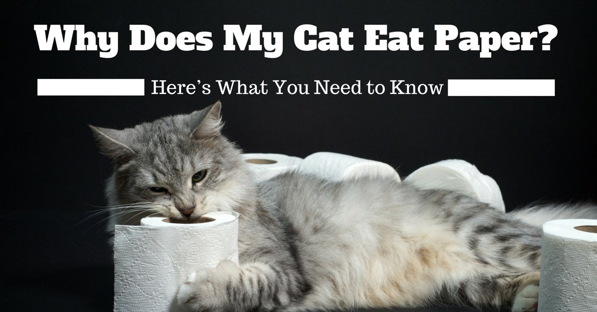 Why-does-my-cat-eat-paper-Heres-what-you-need-to-know-1200