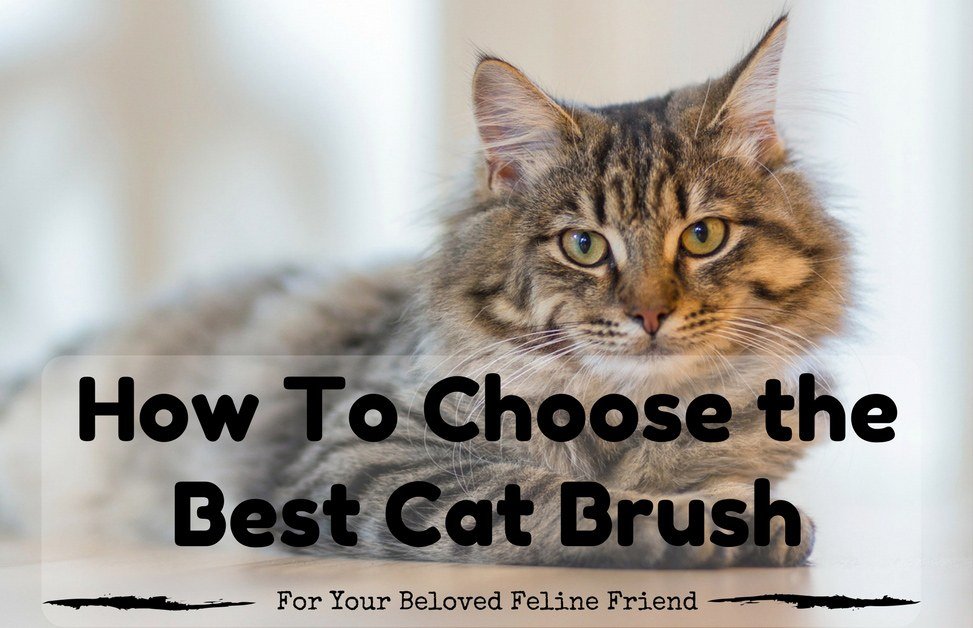 Best-Cat-Brush