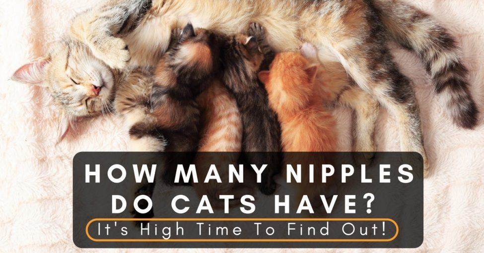 How-Many-Nipples-Do-Cats-Have-Its-High-Time-To-Find-Out-1200