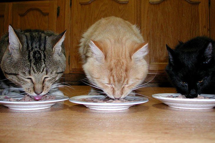 feeding-them-separately-and-managing-meal-time