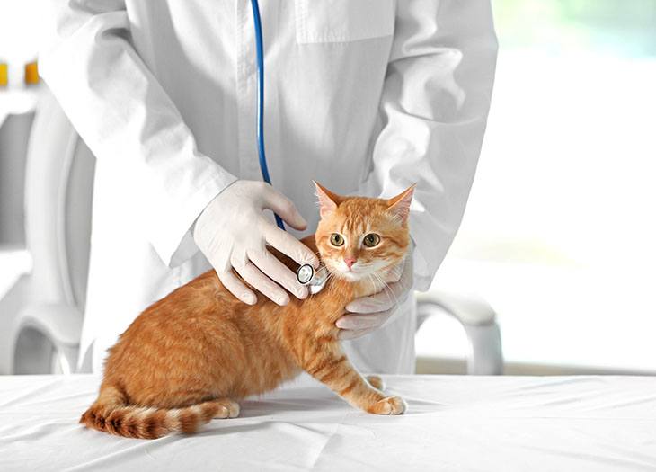your-cat-checked-by-a-veterinarian-first-before-engaging-in-a-weight-gain-program
