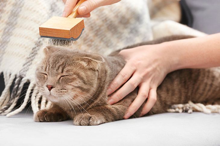 Slicker-Brushes-for-cat-730