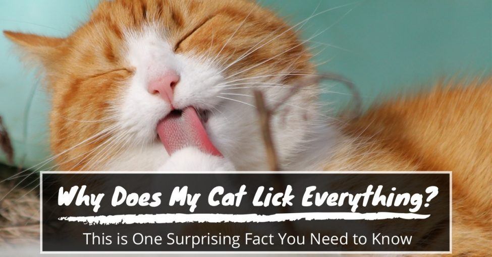 Why-Does-My-Cat-Lick-Everything-1200