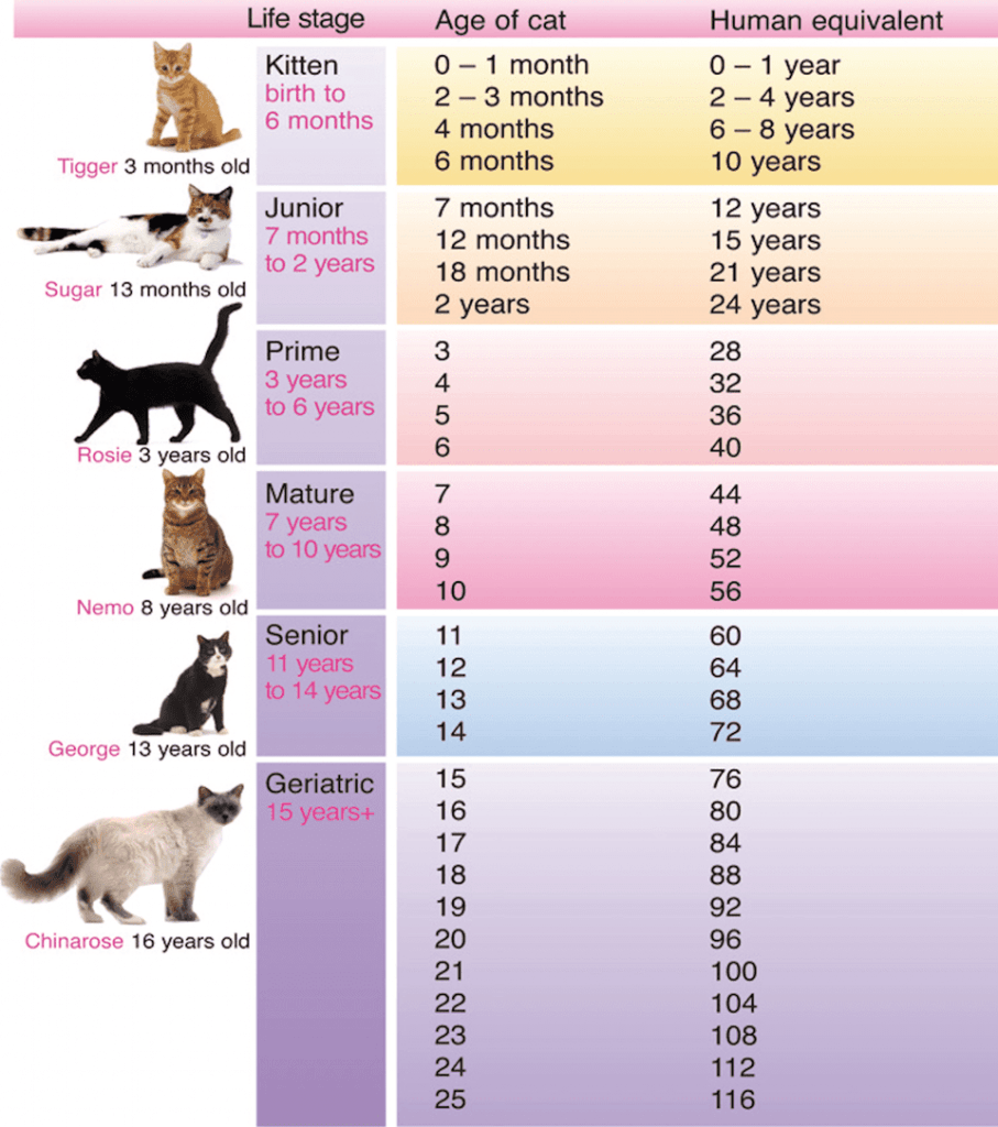 The-Cat-to-Human-Age-Chart
