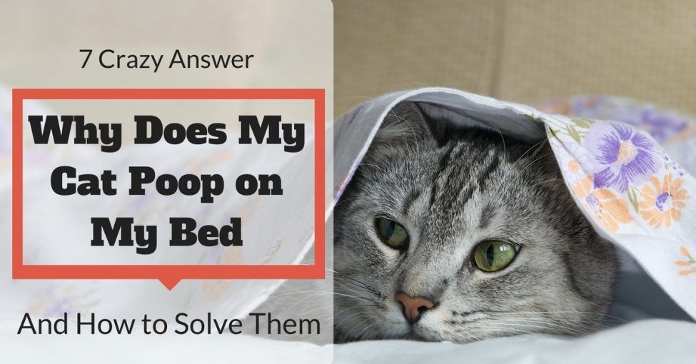 Why-Does-My-Cat-Poop-on-My-Bed-1200x-Orange