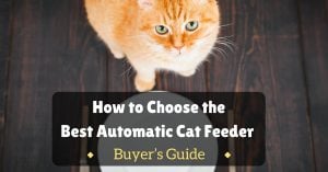 Best-Automatic-Cat-Feeder-1200